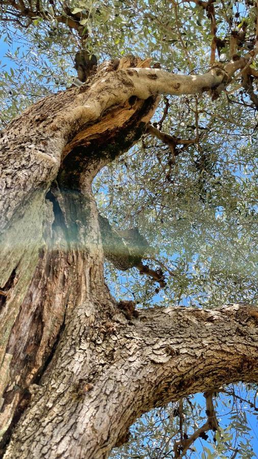 Vila Foglie D'Argento Moneglia Exteriér fotografie